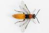 Dolerus aericeps